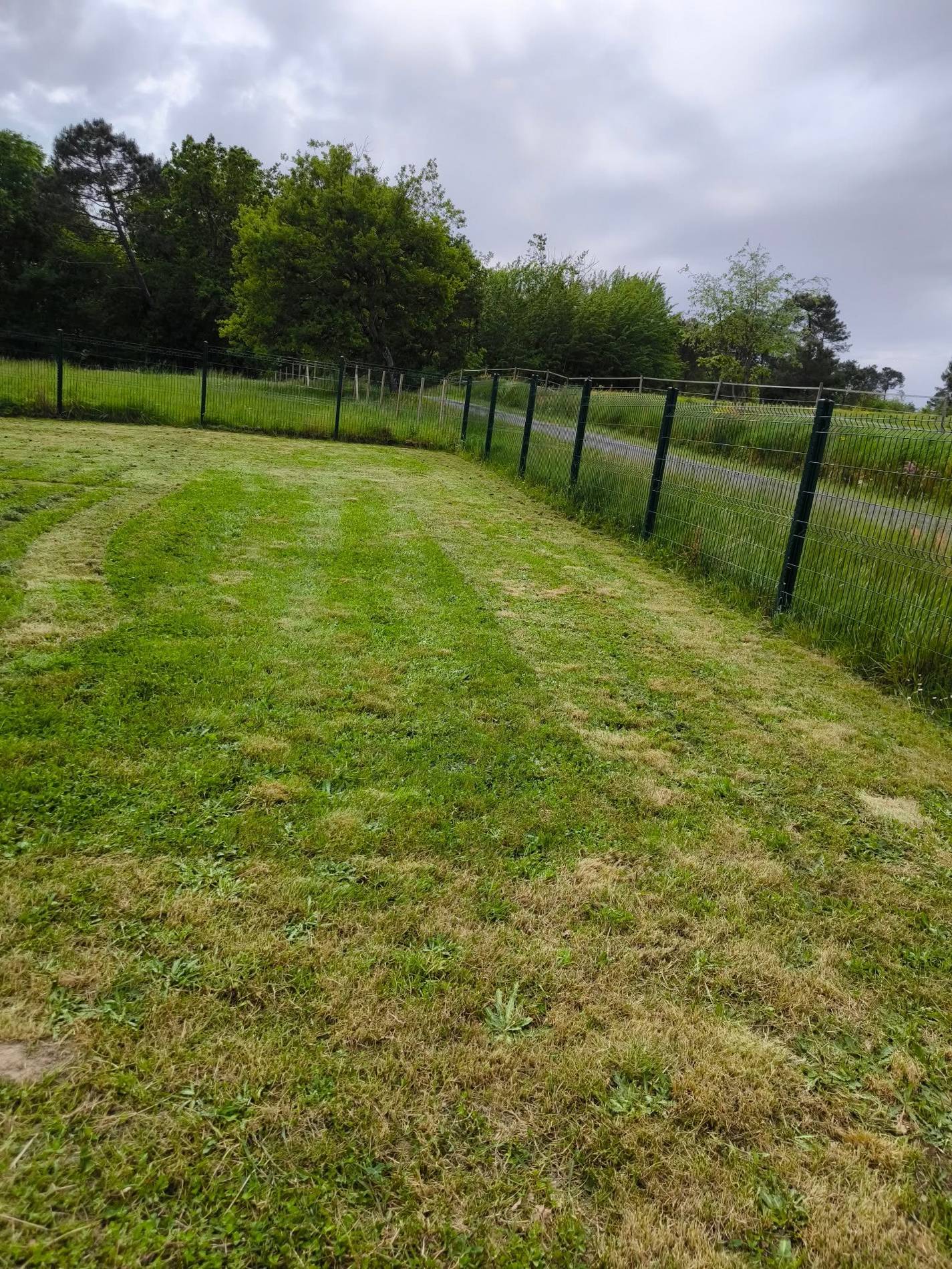Tonte de pelouse Pelouse fraîchement tondue dans un grand jardin