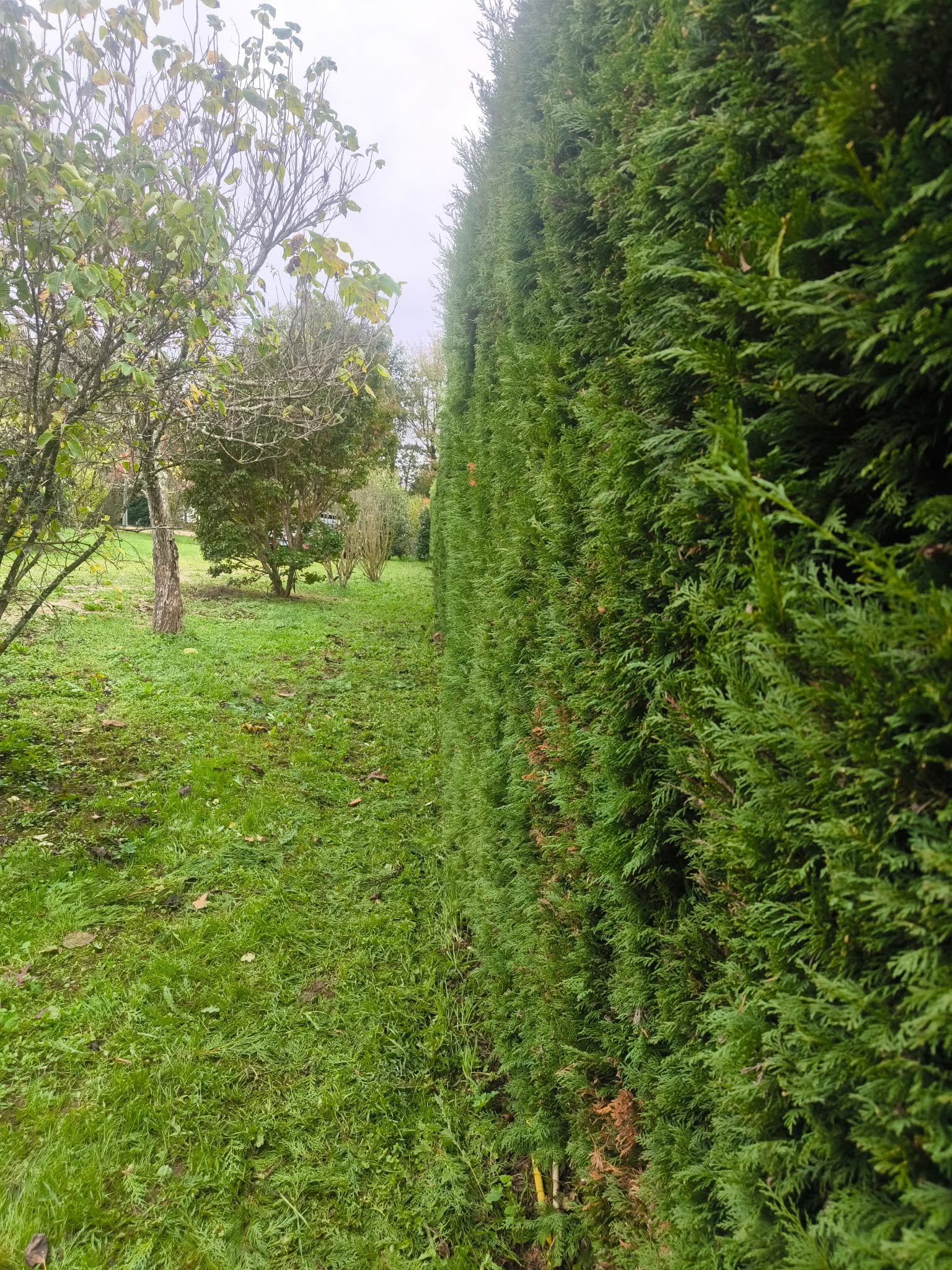 Entretien de haie Taille et entretien d’une haie de jardin