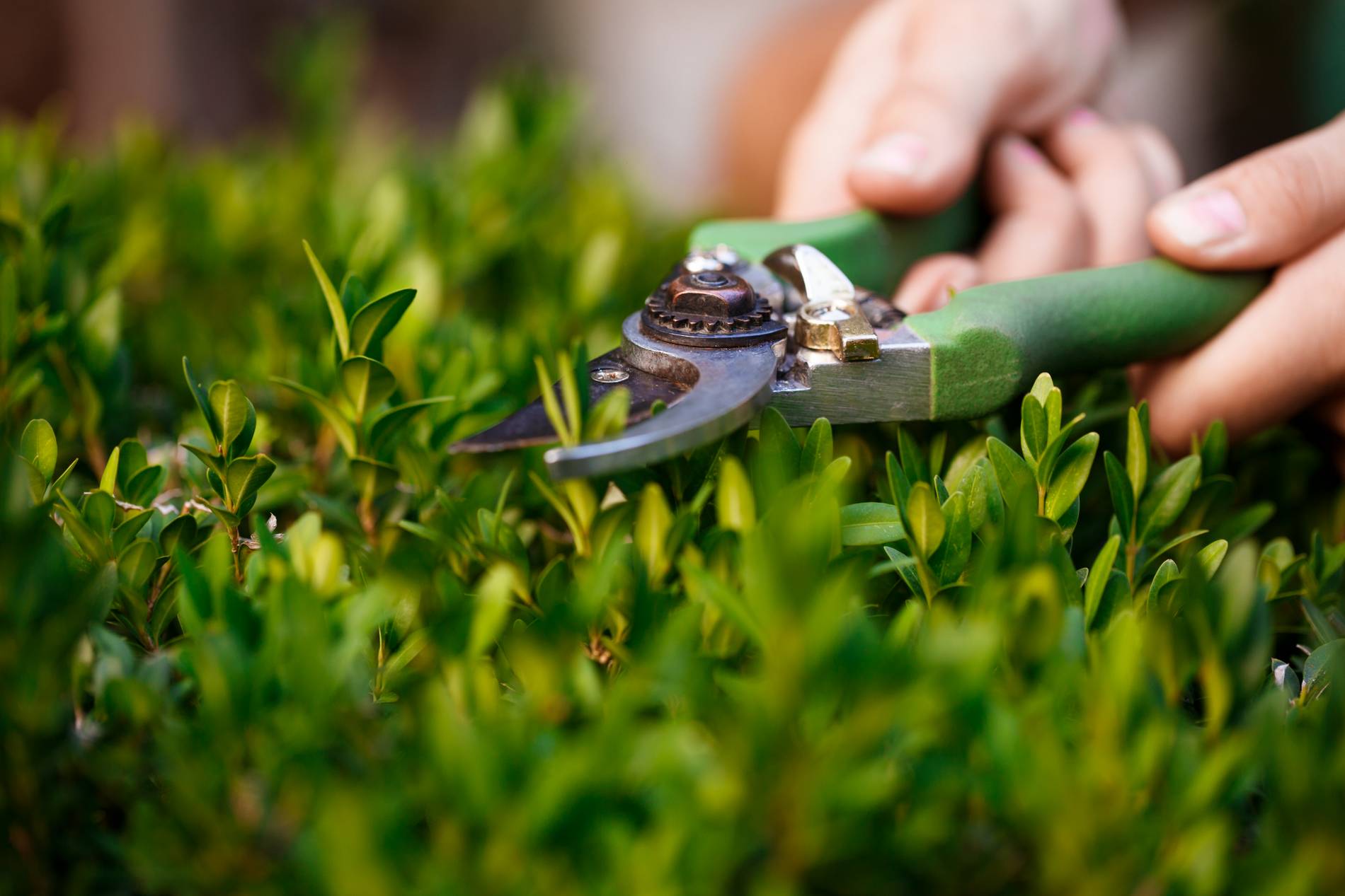 Taille d’une haie avec un sécateur pour l’entretien du jardin