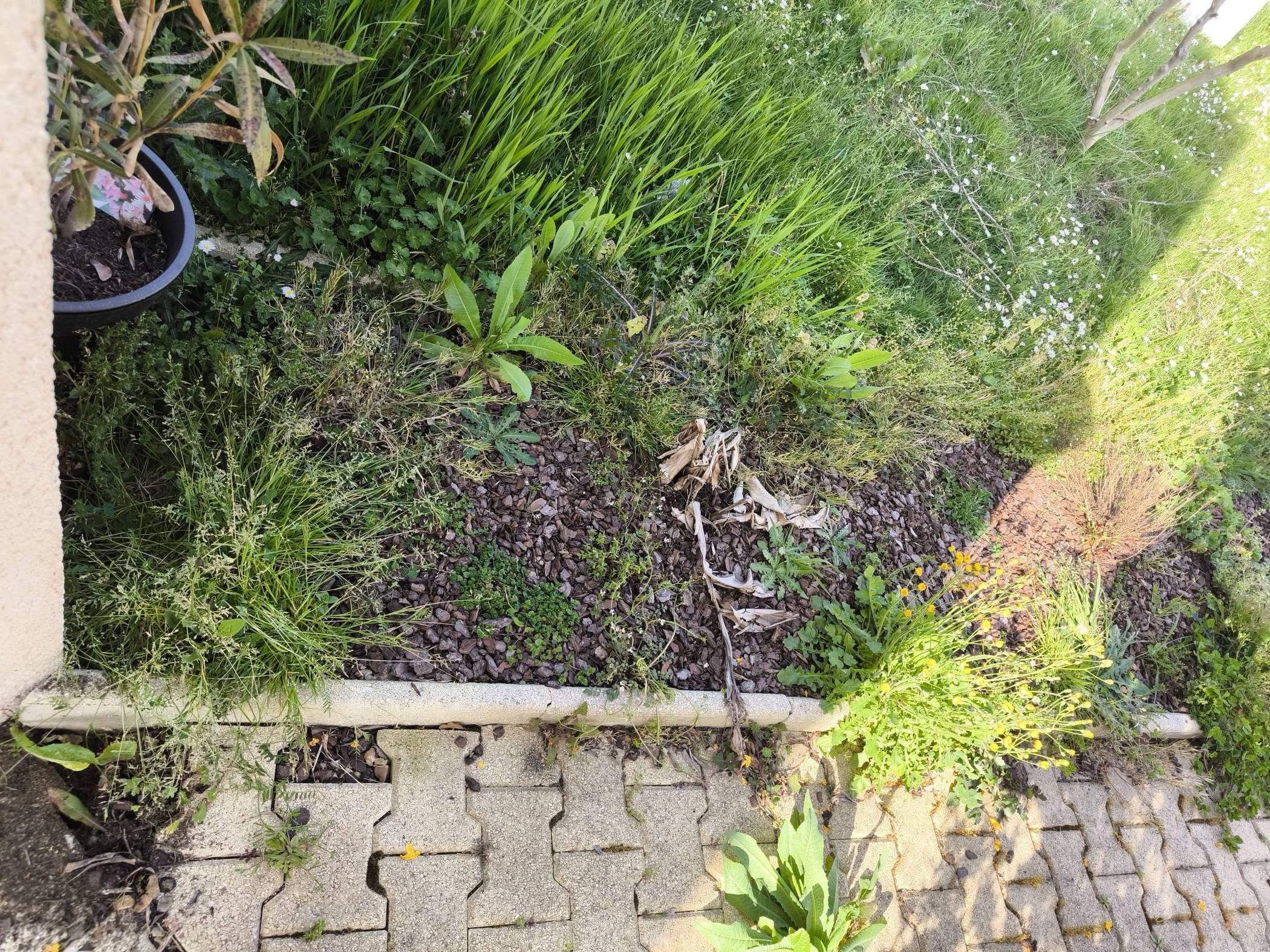 Jardin avant désherbage Massif de jardin envahi par les mauvaises herbes avant entretien